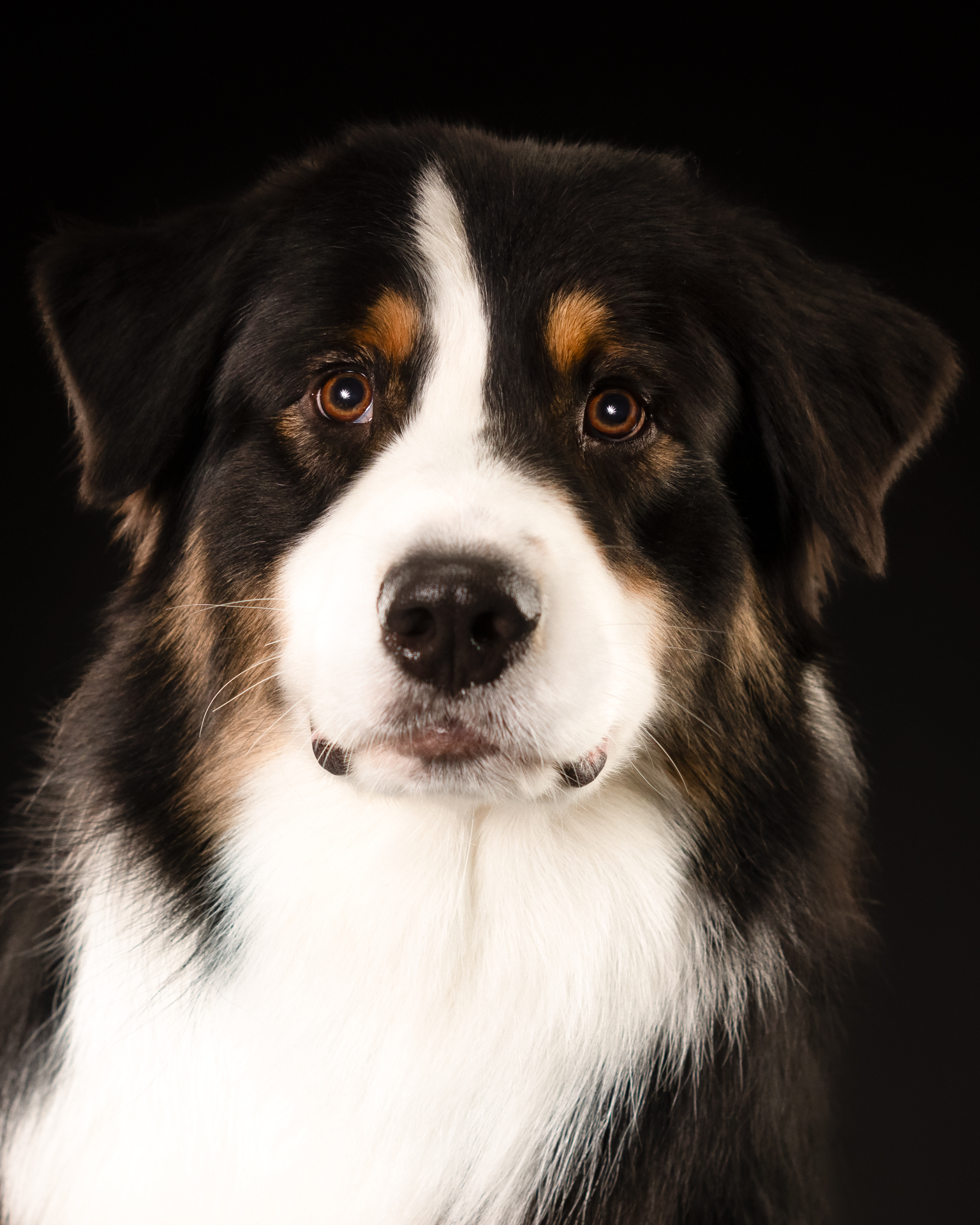 Rocket the dog mascot